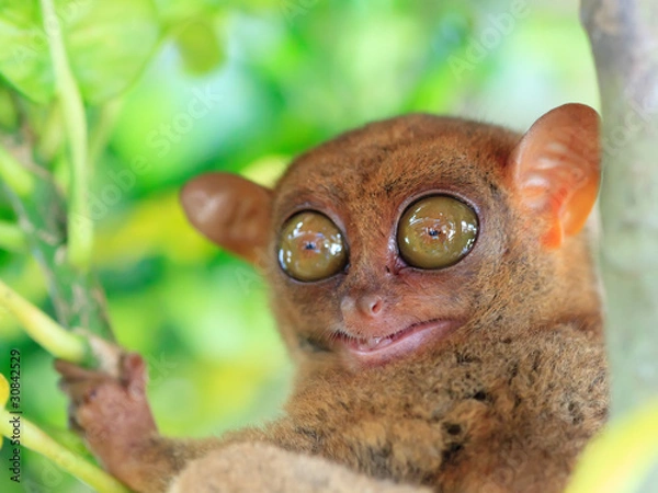 Fototapeta Tarsier