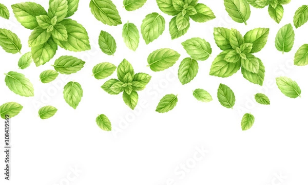 Fototapeta Fresh mint leaves and stems pattern isolated on white background, top view. Close up of peppermint. Spice medical and kitchen herbs digital clip art.Watercolor food and healthcare illustration.