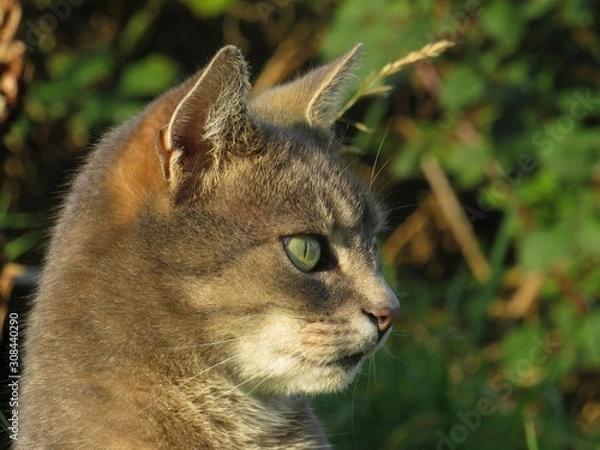 Fototapeta Close up of cat head with soft focus natural background