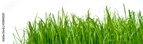 Obraz green grass