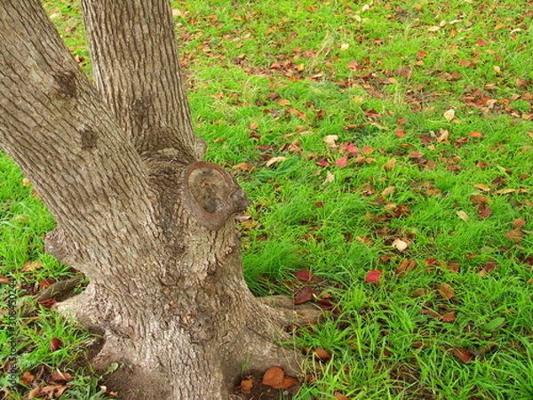 Fototapeta 樟と桜の枯れ葉散る野原