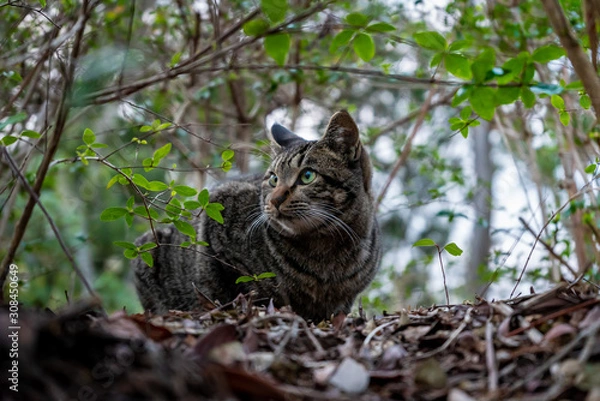 Obraz 森の茂みで何かを見ている猫