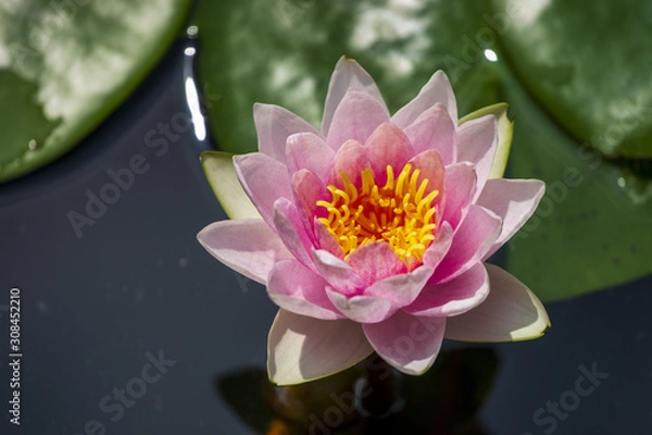 Fototapeta スイレン