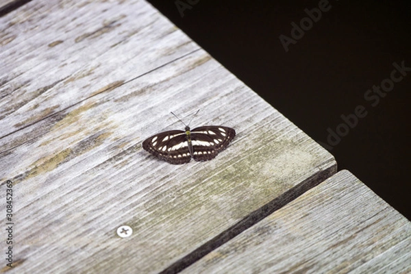 Fototapeta 里山の風景　コミスジ