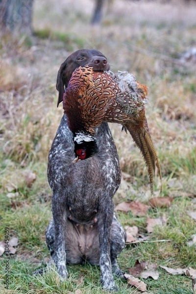 Fototapeta German pointer holding pheasant