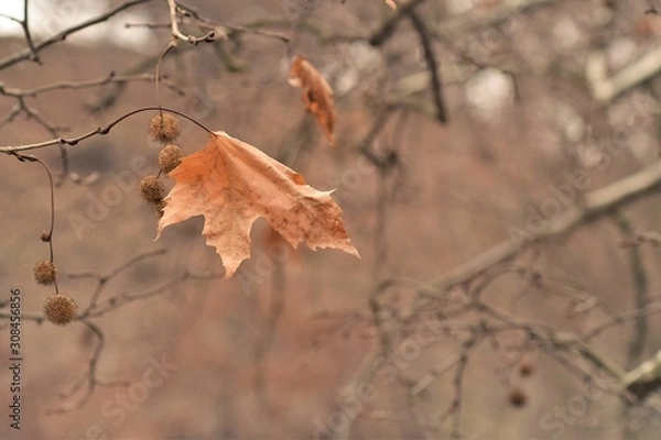 Fototapeta autumn leaves on a background