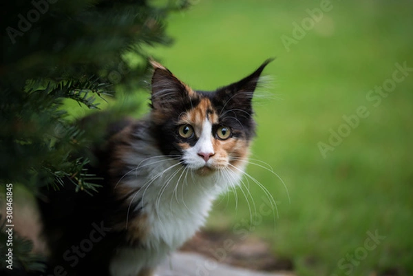 Obraz Glückskätzchen