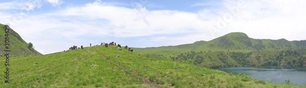 Obraz some cows and buffalo on grass hills, cameroon, africa, panorama