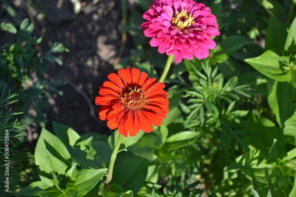 Fototapeta Flower. Gardening. Zinnia, a genus of annual and perennial grasses and dwarf shrubs of the Asteraceae family. Red flowers