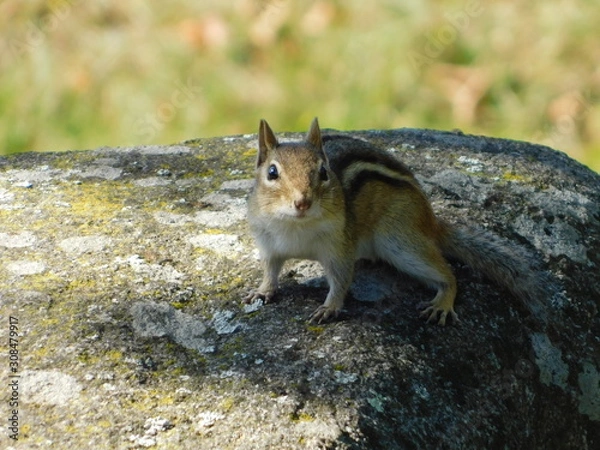 Obraz chipmunk