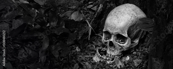 Obraz Skull and jaw put on ground near old timber in the scary graveyard which has dim light ground background