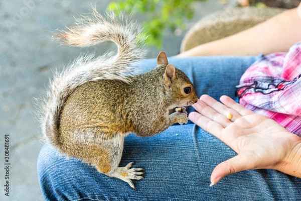 Fototapeta Close up of a squirrel sitting on my leg and eating peanuts from the hand, Company's Garden, Cape Town