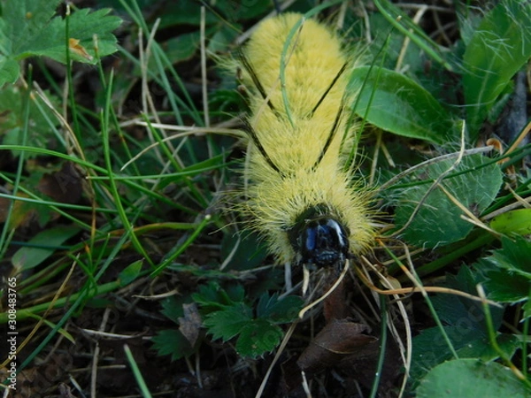 Obraz caterpillar