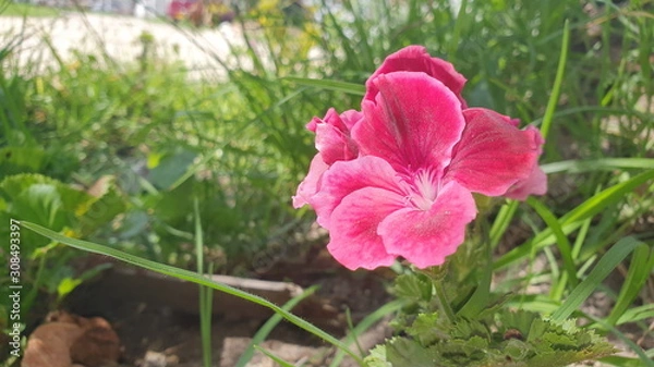 Fototapeta red flower in the garden