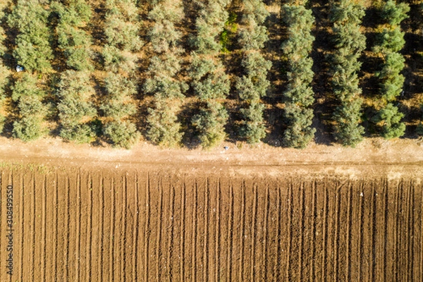 Obraz Aerial image of Mediterranean Olive trees plantation.