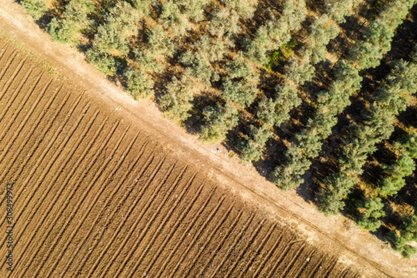 Obraz Aerial image of Mediterranean Olive trees plantation.