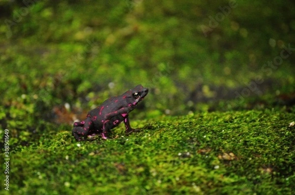 Obraz grenouille bicolore