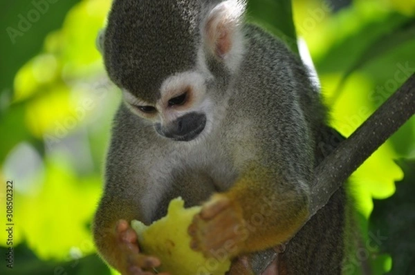 Obraz singe gourmand