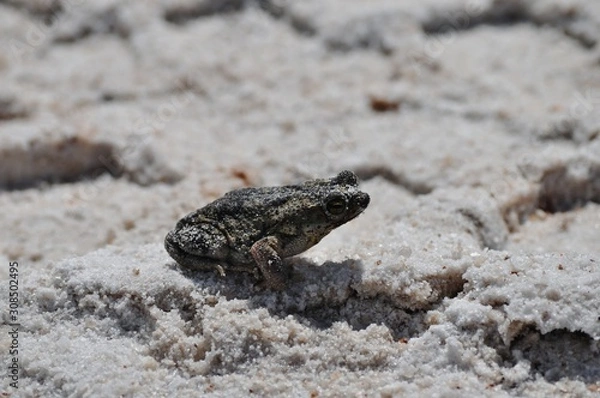 Obraz crapaud des sables