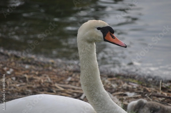Obraz cygne