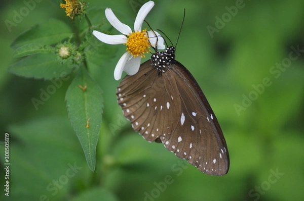 Obraz papillon butine