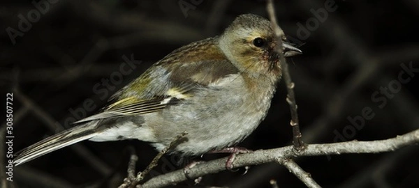Obraz oiseau dans les bois