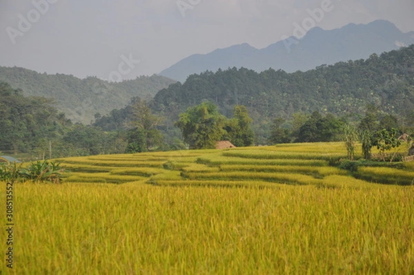 Obraz rizières
