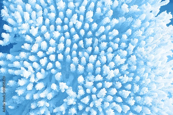Fototapeta Blue coral texture macro photo. Classic Blue color 2020 concept.