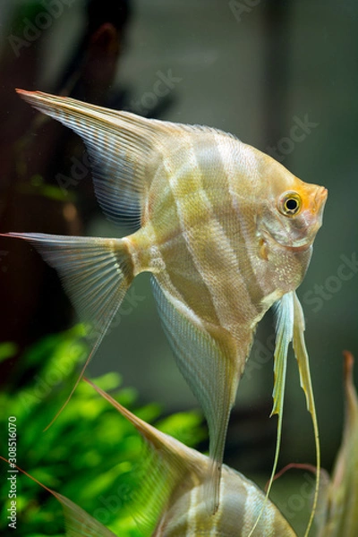 Obraz wysoki skalary