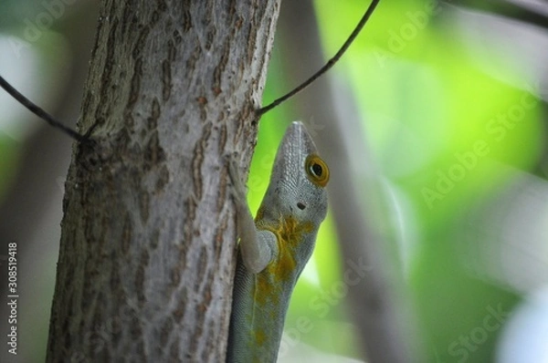 Obraz lézard grimpant un arbre