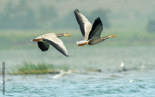 Fototapeta Bar headed geese flying over the lakes of Bhigwan during migration