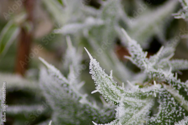 Obraz thistle leafs at first frost