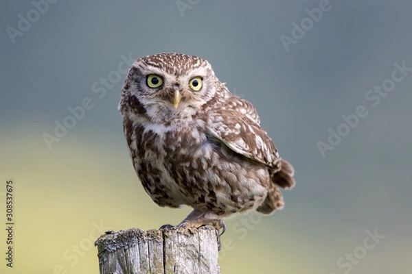 Obraz Little Owl Perched
