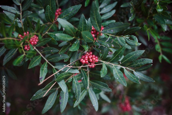 Fototapeta background with a lush branch and fruits mastic tree, place for text, selective focus