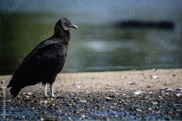 Obraz Black Vulture