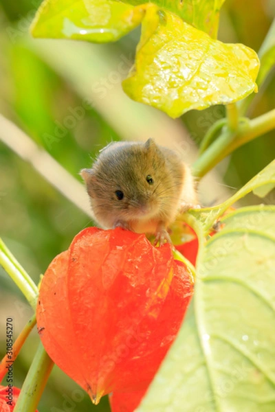 Obraz ホオズキとカヤネズミ