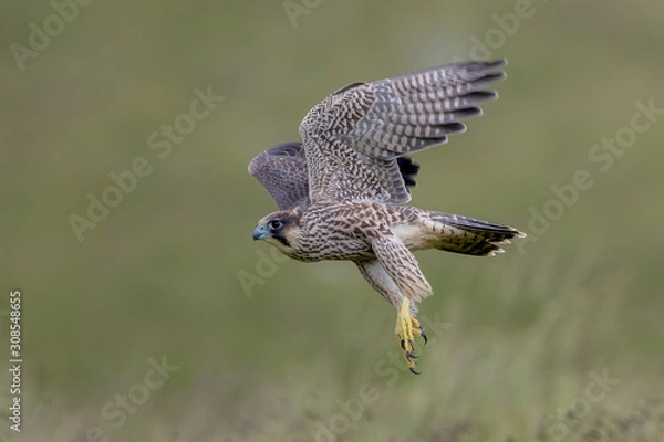 Obraz Peregrine Falcon Flying