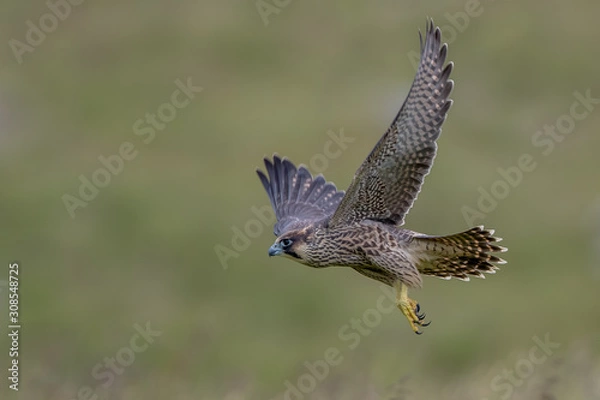 Obraz Peregrine Falcon Flying