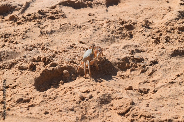 Obraz Crab Dahab