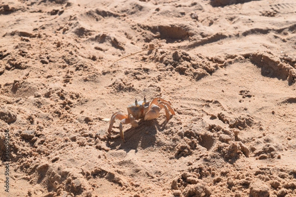Fototapeta Crab Dahab