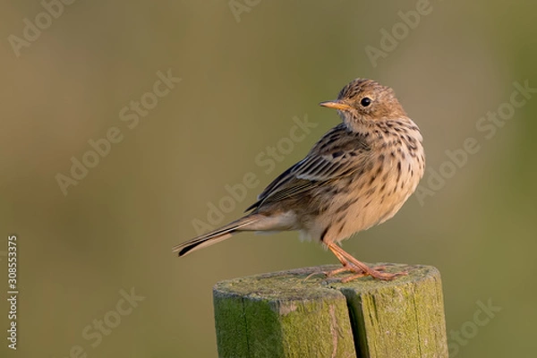 Obraz Meadow Pipit Perched