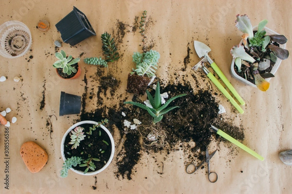 Fototapeta Transplanting plants into a new pot.