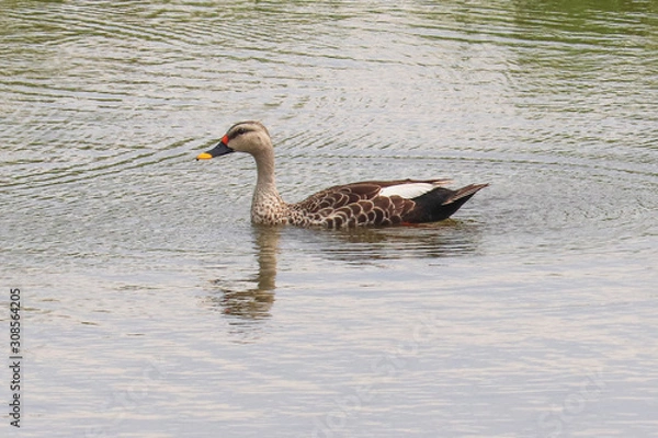 Fototapeta Indian Spot-Billed Duck With White Tertials Moving Towards Left PS