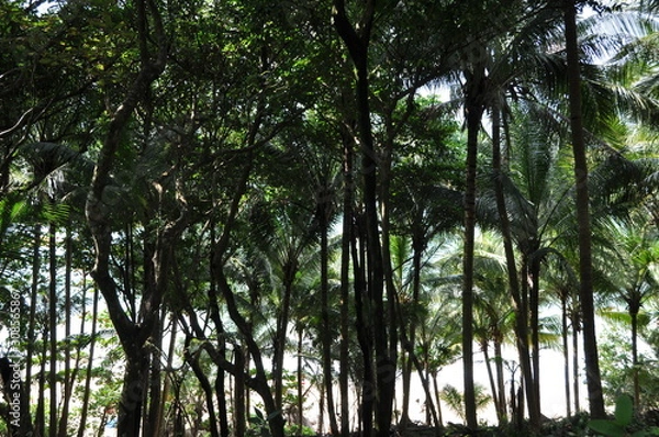 Obraz Tropic jungle.