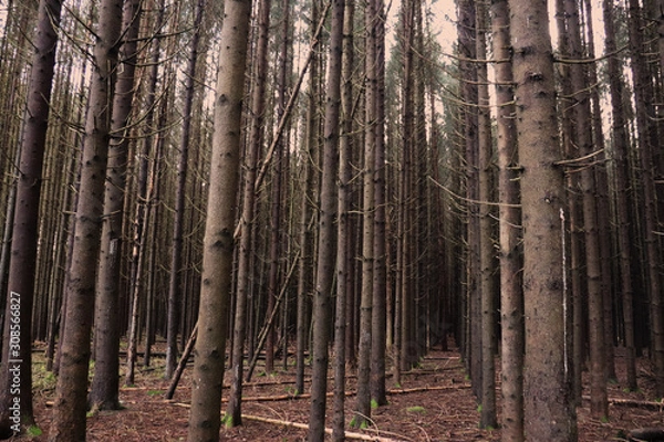 Obraz trees in forest