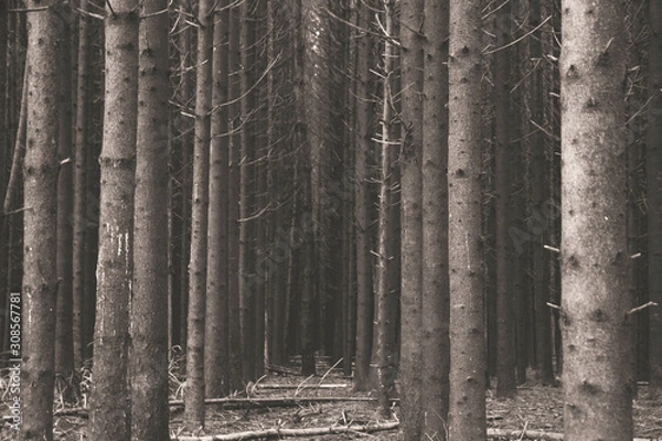 Obraz Trees in dark forest