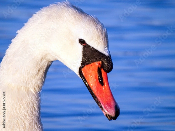 Obraz Swan
