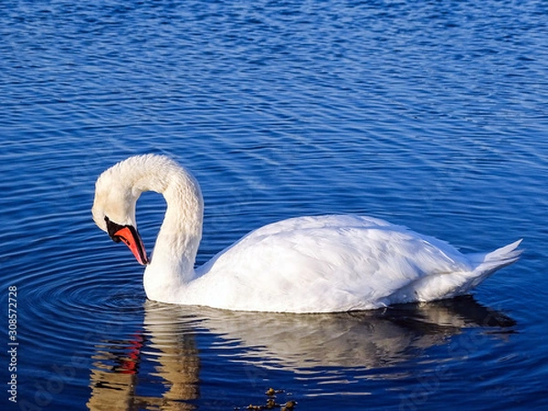 Obraz Swan