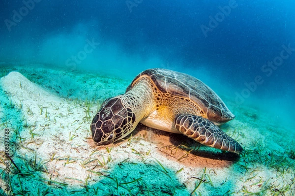 Fototapeta Turtle at Kas, Turkey