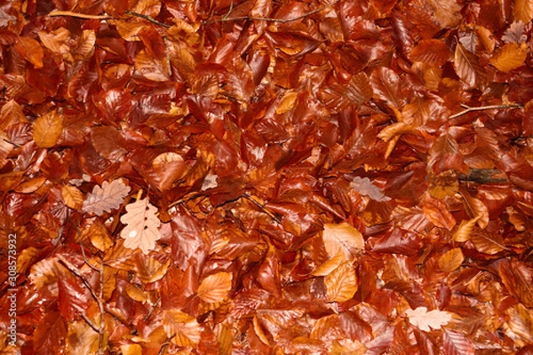 Obraz Leaves in autumn